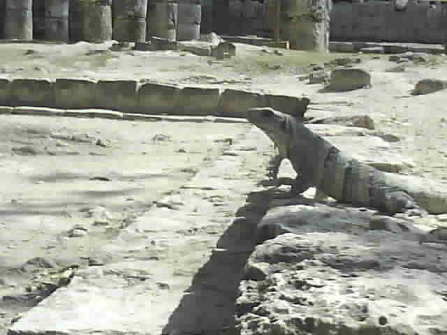 061 Chichen Itza Iguana 2nd Feb 2011.jpg